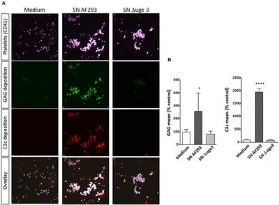 Aspergillus-Derived Galactosaminogalactan Triggers Complement Activation on Human Platelets